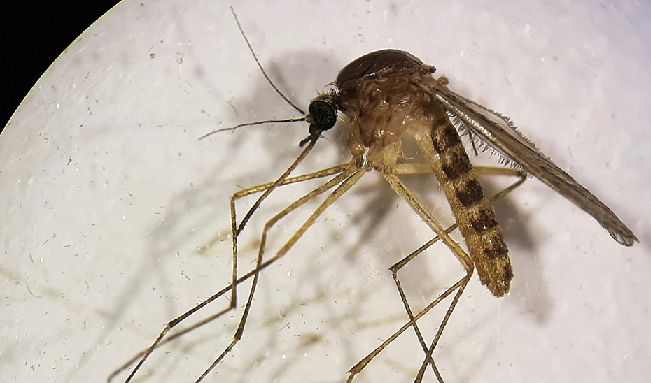 Ejemplar hembra de la especie 'culex pipiens' (Foto: EBD-CSIC).